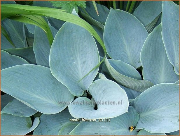 Hosta 'Halcyon' | Hartlelie, Funkia