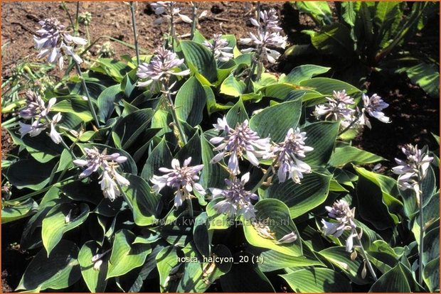 Hosta 'Halcyon' | Hartlelie, Funkia