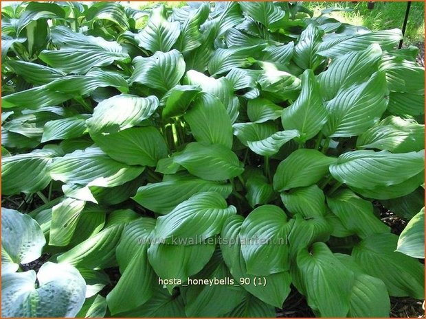 Hosta 'Honeybells' | Hartlelie, Funkia