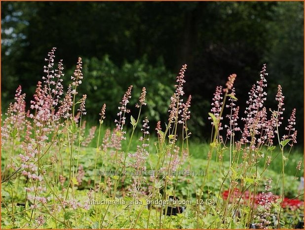 Heucherella alba 'Bridget Bloom'