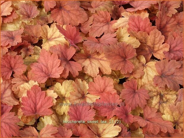 Heucherella 'Sweet Tea'