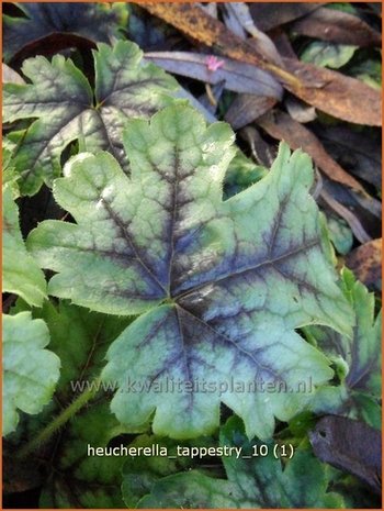 Heucherella 'Tappestry'