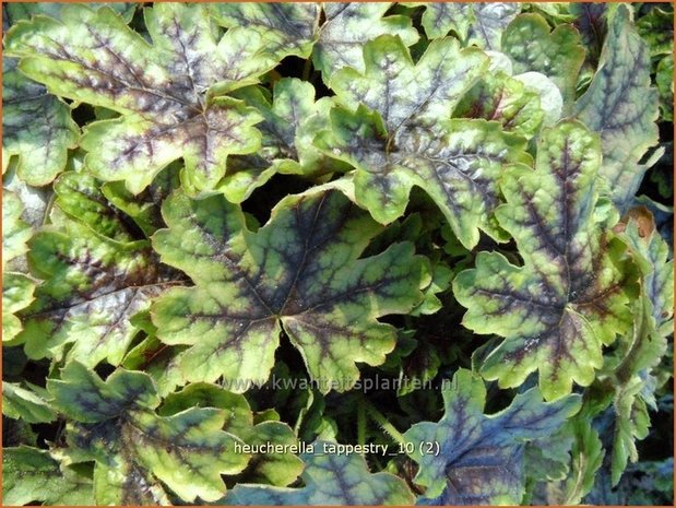 Heucherella 'Tappestry'