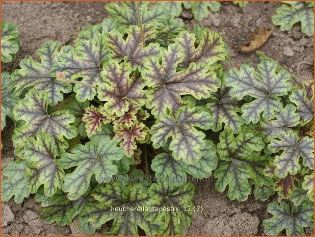 Heucherella 'Tappestry'