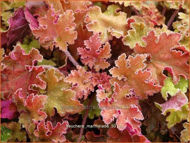 Heuchera 'Marmalade' | Purperklokje