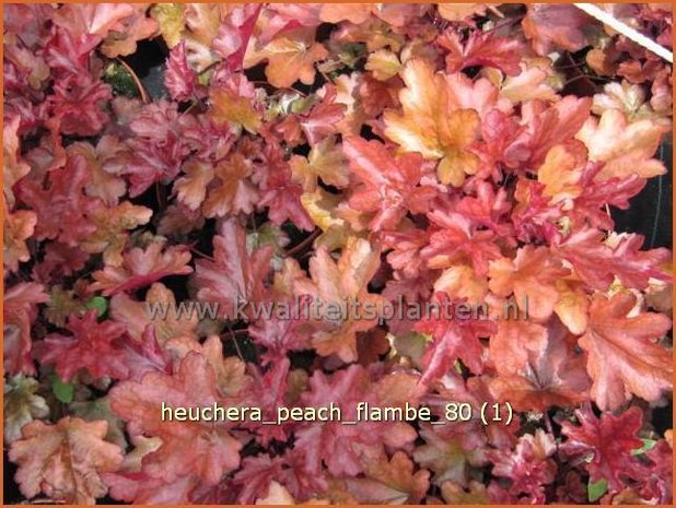 Heuchera 'Peach Flambe' | Purperklokje