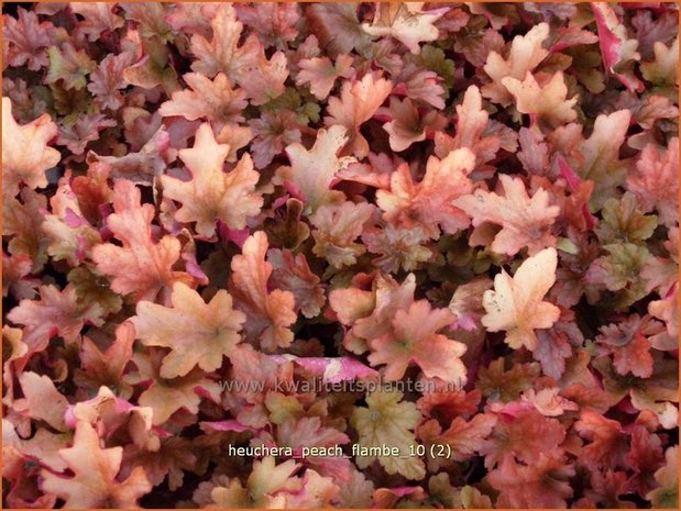 Heuchera 'Peach Flambe' | Purperklokje