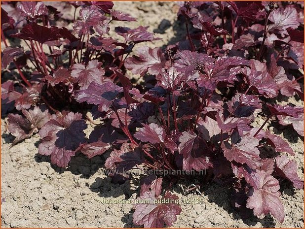 Heuchera 'Plum Pudding' | Purperklokje