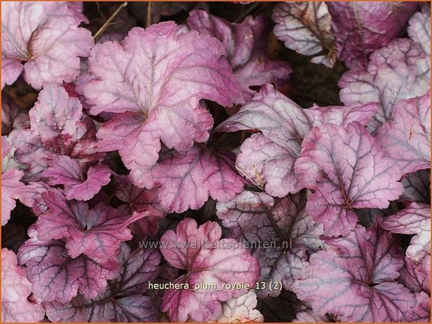 Heuchera 'Plum Royale' | Purperklokje