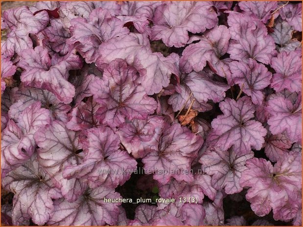 Heuchera 'Plum Royale' | Purperklokje