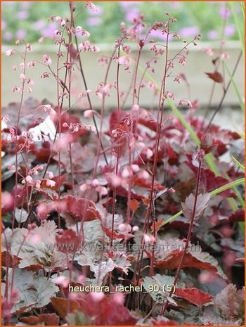 Heuchera 'Rachel' | Purperklokje