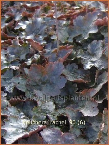 Heuchera 'Rachel' | Purperklokje