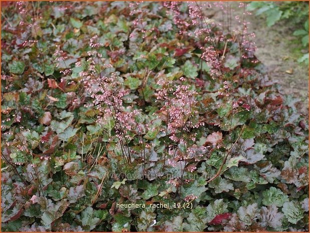 Heuchera 'Rachel' | Purperklokje