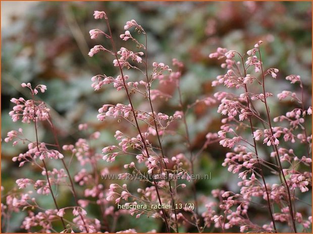 Heuchera 'Rachel' | Purperklokje