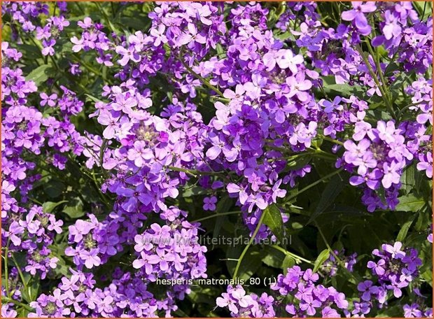 Hesperis matronalis | Damastbloem