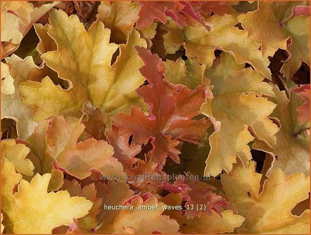 Heuchera 'Amber Waves' | Purperklokje