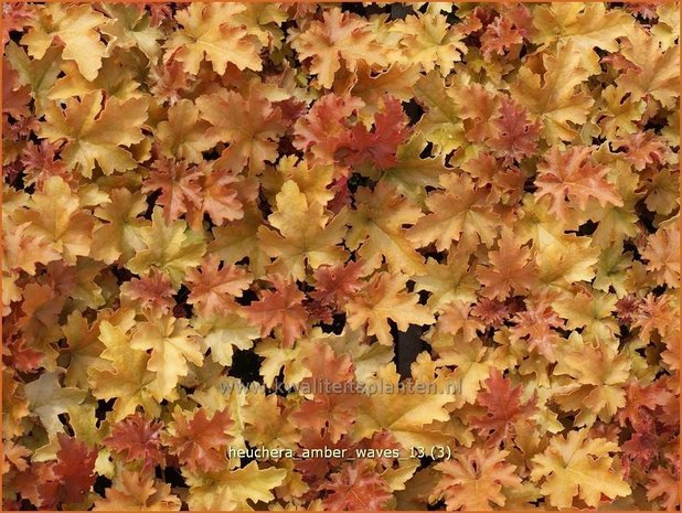 Heuchera 'Amber Waves' | Purperklokje