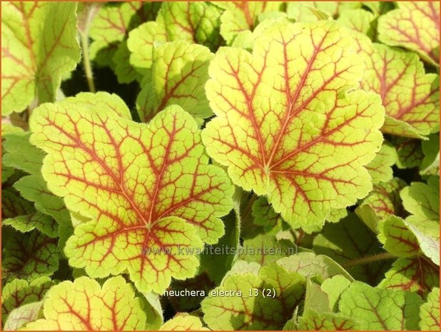 Heuchera 'Electra' | Purperklokje