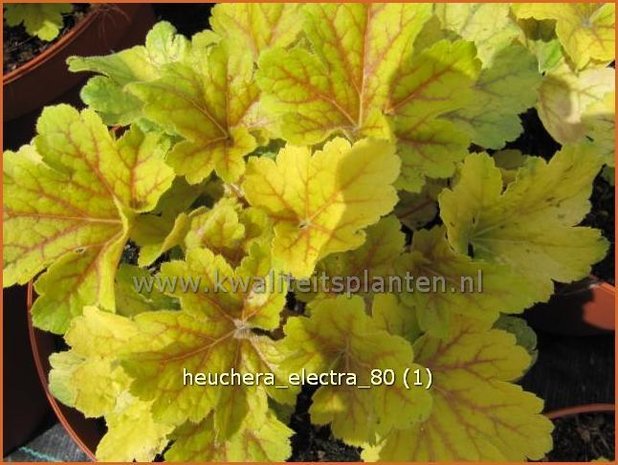 Heuchera 'Electra' | Purperklokje