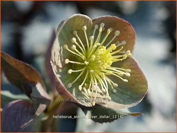 Helleborus sternii 'Silver Dollar' | Kerstroos, Stinkend nieskruid