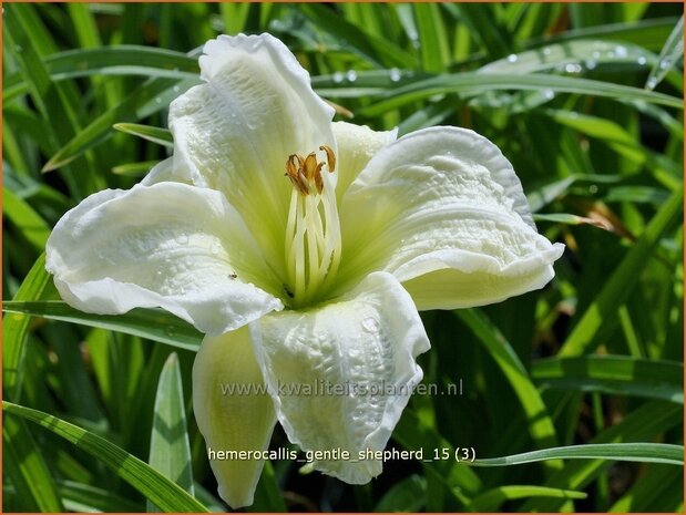 Hemerocallis 'Gentle Shepherd' | Daglelie