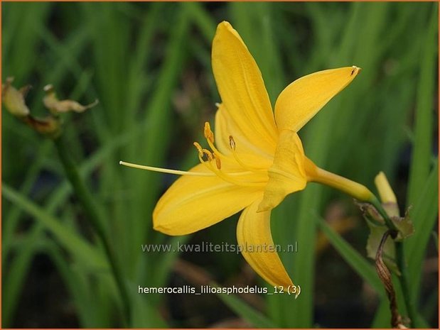 Hemerocallis lilioasphodelus | Daglelie | Gelbe Taglilie