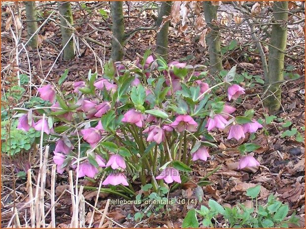 Helleborus orientalis | Kerstroos, Stinkend nieskruid