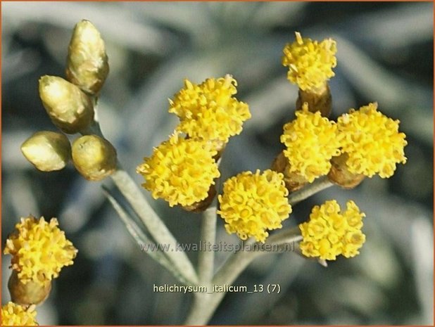 Helichrysum italicum | Kerrieplant, Strobloem