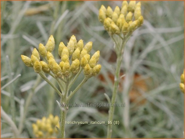 Helichrysum italicum | Kerrieplant, Strobloem