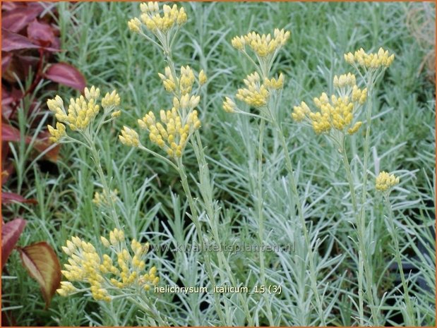 Helichrysum italicum | Kerrieplant, Strobloem