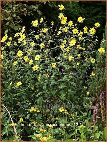 Helianthus microcephalus | Vaste zonnebloem | Kleinblumige Sonnenblume