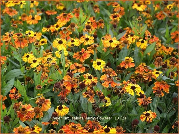 Helenium &#39;Sahins Early Flowerer&#39; | Zonnekruid | Sonnenbraut