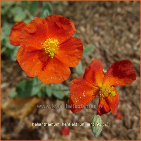 Helianthemum 'Henfield Brilliant' | Zonneroosje