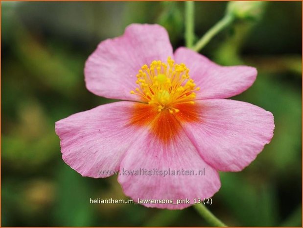 Helianthemum 'Lawrenson's Pink' | Zonneroosje