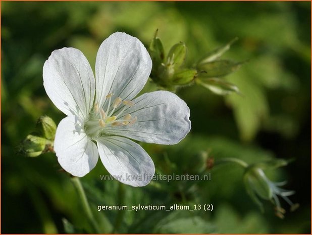 Geranium sylvaticum 'Album' | Ooievaarsbek