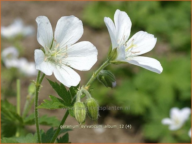 Geranium sylvaticum 'Album' | Ooievaarsbek