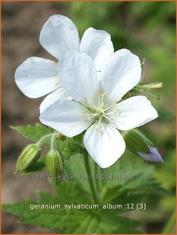 Geranium sylvaticum 'Album' | Ooievaarsbek