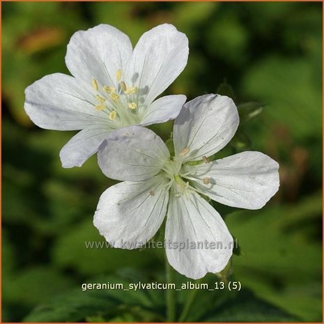 Geranium sylvaticum 'Album' | Ooievaarsbek