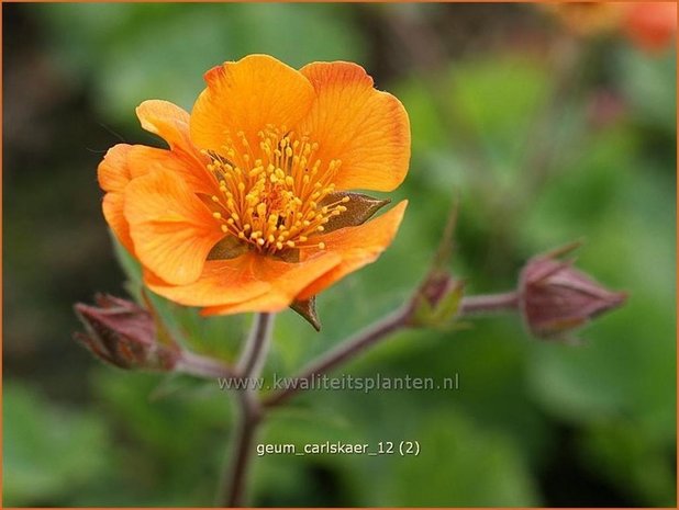 Geum 'Carlskaer' | Nagelkruid