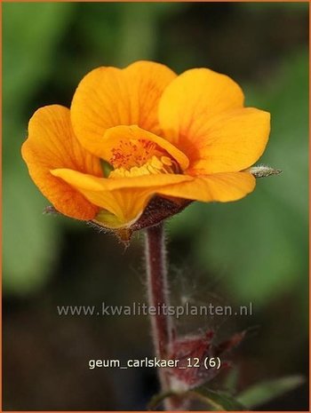 Geum 'Carlskaer' | Nagelkruid