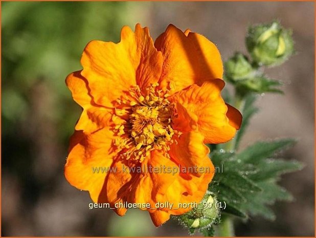 Geum chiloense 'Dolly North' | Nagelkruid