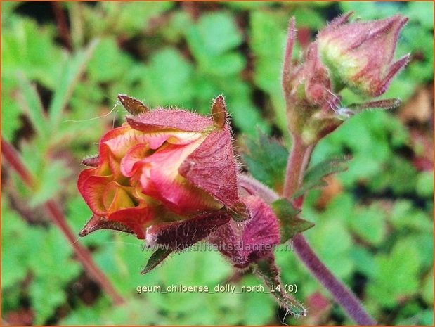 Geum chiloense 'Dolly North' | Nagelkruid