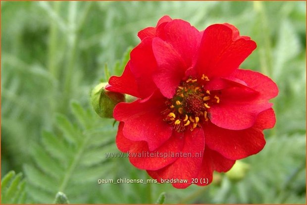 Geum chiloense 'Mrs Bradshaw' | Nagelkruid