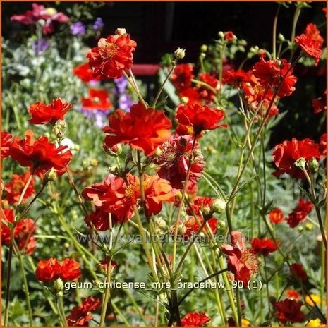 Geum chiloense 'Mrs Bradshaw' | Nagelkruid