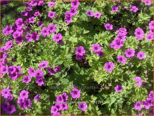 Geranium psilostemon | Ooievaarsbek