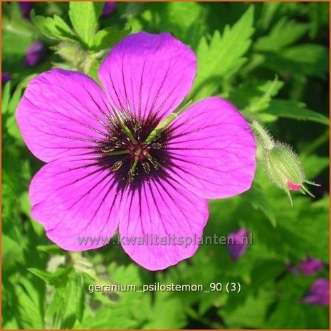 Geranium psilostemon | Ooievaarsbek