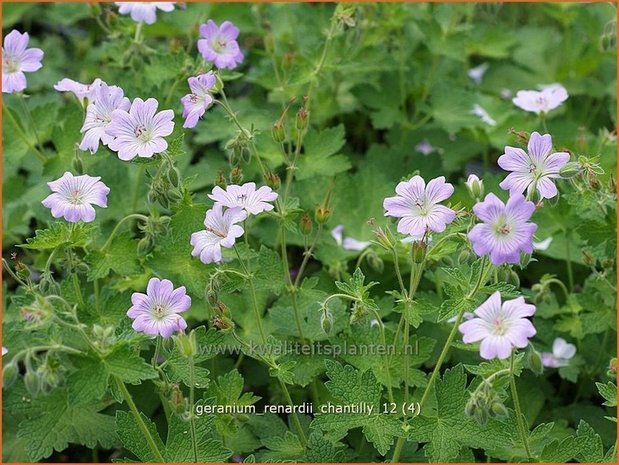 Geranium renardii 'Chantilly' | Ooievaarsbek