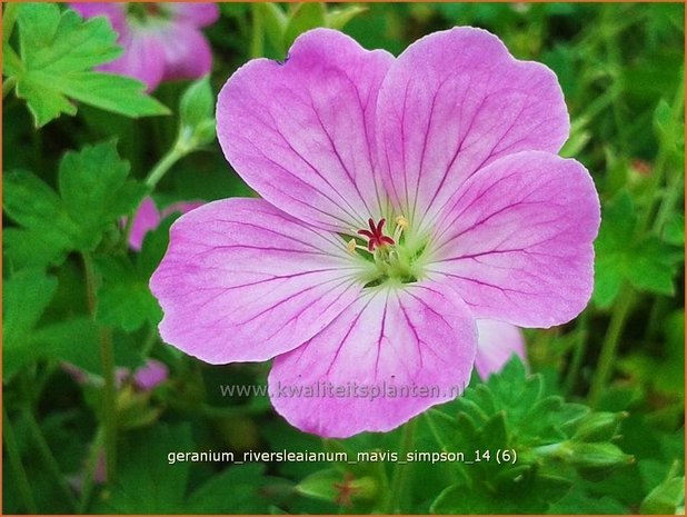 Geranium riversleaianum 'Mavis Simpson' | Ooievaarsbek