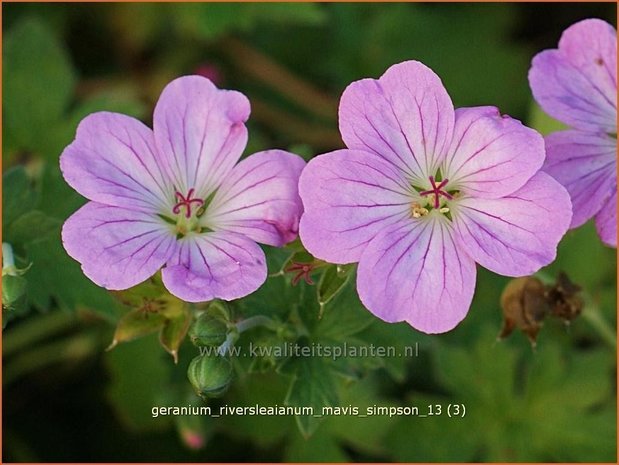 Geranium riversleaianum 'Mavis Simpson' | Ooievaarsbek