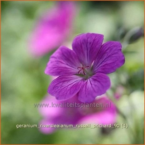 Geranium riversleaianum 'Russell Prichard' | Ooievaarsbek